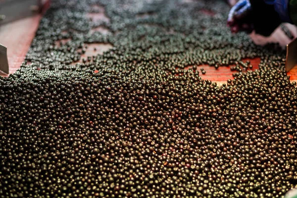 People at work.Unrecognizable workers hands in protective blue gloves make selection of frozen berries.Factory for freezing and packing of fruits and vegetables.Low light and visible noise.