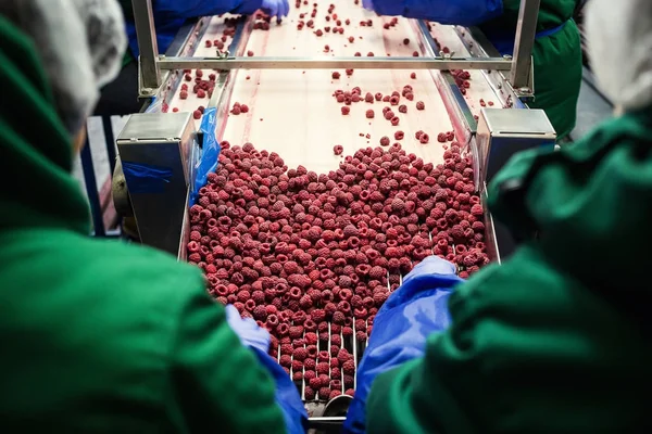 People at work.Unrecognizable workers hands in protective blue gloves make selection of frozen berries.Factory for freezing and packing of fruits and vegetables.Low light and visible noise.