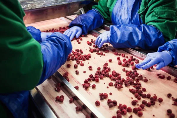 Menschen bei der Arbeit. Unerkennbare Arbeiter Hände in blauen Schutzhandschuhen machen Auswahl von gefrorenen berries.factory zum Einfrieren und Verpacken von Obst und Gemüse.Geringes Licht und sichtbarer Lärm. — Stockfoto