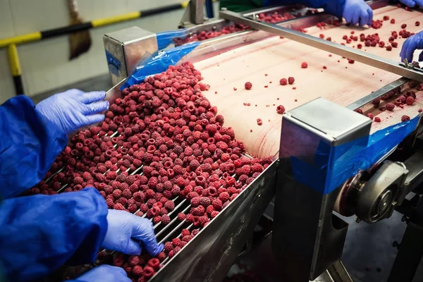 People at work.Unrecognizable workers hands in protective blue gloves make selection of frozen berries.Factory for freezing and packing of fruits and vegetables.Low light and visible noise.