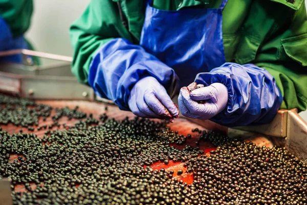 Menschen bei der Arbeit. Unerkennbare Arbeiter Hände in blauen Schutzhandschuhen machen Auswahl von gefrorenen berries.factory zum Einfrieren und Verpacken von Obst und Gemüse.Geringes Licht und sichtbarer Lärm. — Stockfoto