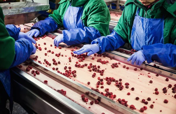 Las personas en el trabajo.Las manos de los trabajadores irreconocibles en guantes azules protectores hacen la selección de las berenjenas congeladas.Fábrica para la congelación y el embalaje de frutas y verduras. . —  Fotos de Stock