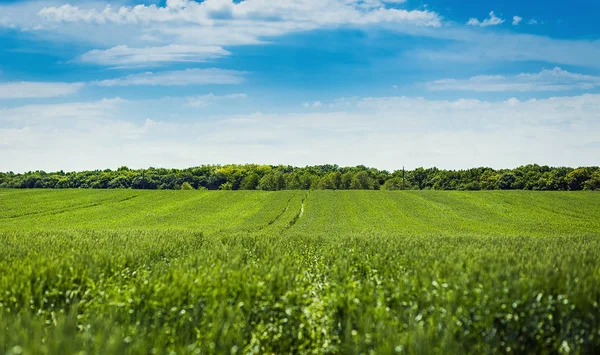 Organic green wheat field in sunny day as early stage of farming plant development Stock Image
