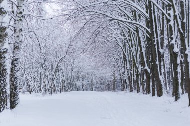Karlı kış ormanı manzarası