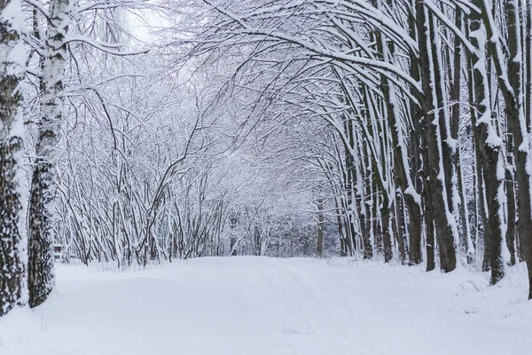 Karlı kış ormanı manzarası