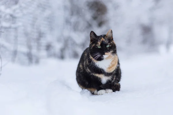 猫は雪の上に座っています。 — ストック写真