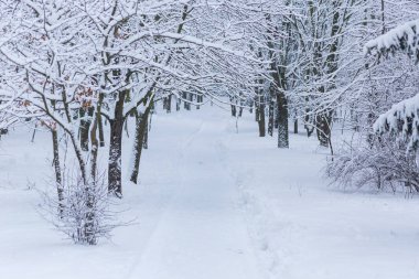 Karlı kış ormanı manzarası