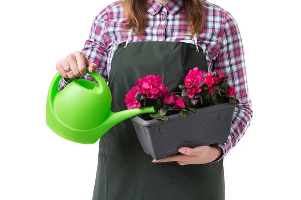 Mulher jardineiro profissional ou florista em avental segurando flores em um pote e ferramentas de jardinagem isoladas em fundo branco — Fotografia de Stock