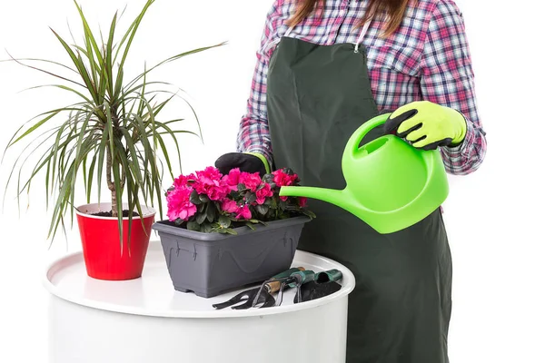 Kobieta profesjonalny ogrodnik lub Kwiaciarnia w fartuch gospodarstwa kwiaty w doniczce i na białym tle narzędzia ogrodnicze — Zdjęcie stockowe