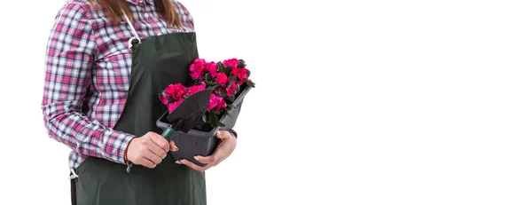 Donna giardiniere professionista o fiorista in grembiule con fiori in una pentola e attrezzi da giardinaggio isolati su sfondo bianco. Copia spazio — Foto Stock
