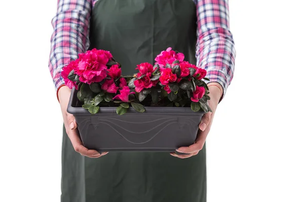 Vrouw professionele tuinman of bloemist in schort bloemen te houden in een pot geïsoleerd op witte achtergrond — Stockfoto