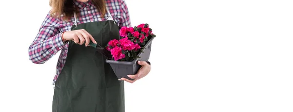 Kobieta profesjonalny ogrodnik lub Kwiaciarnia w fartuch gospodarstwa kwiaty w doniczce i na białym tle narzędzia ogrodnicze. Miejsce — Zdjęcie stockowe