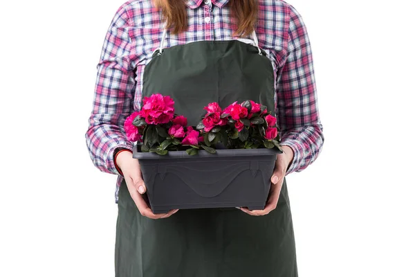 Vrouw professionele tuinman of bloemist in schort bloemen te houden in een pot geïsoleerd op witte achtergrond — Stockfoto