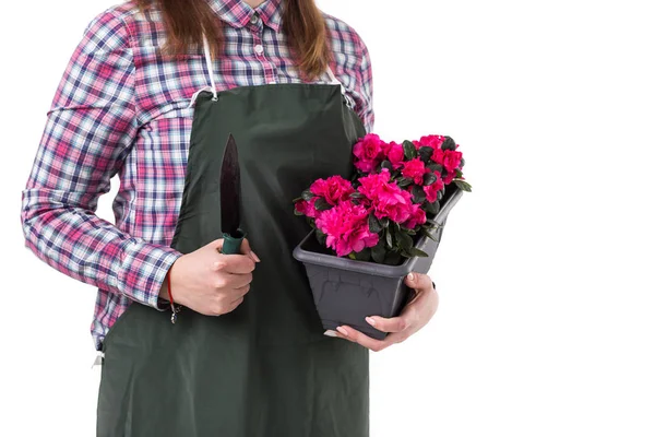여성 전문 정원사 또는 앞치마 냄비에 꽃과 원 예 도구 흰색 배경에 고립에서 플로리스트. 공간 복사 — 스톡 사진