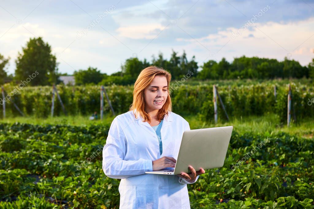 Woman farmer working in a strawberry field. Biologist inspector examines strawberry bushes using laptop