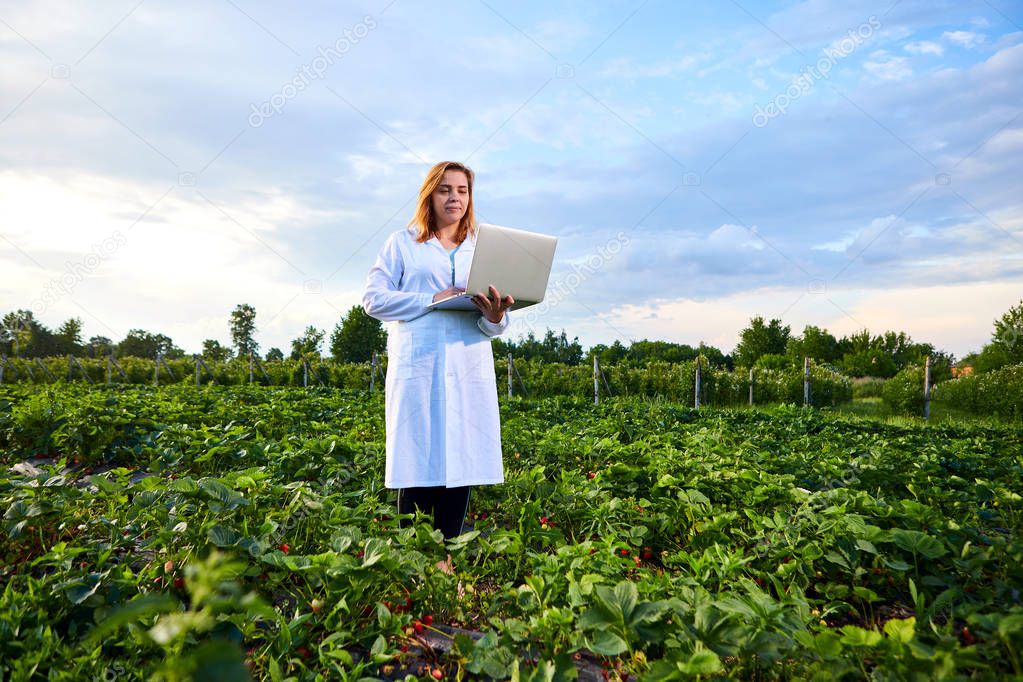 Woman farmer working in a strawberry field. Biologist inspector examines strawberry bushes using laptop