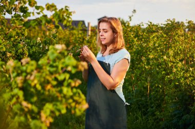 Meyve bahçesinde çalışan kadın çiftçi. Biyolog müfettişi ahududu çalılarını inceliyor.