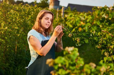 Meyve bahçesinde çalışan kadın çiftçi. Biyolog müfettişi ahududu çalılarını inceliyor.