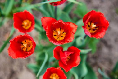Baharda bahçede çiçek kavramı olarak yetişen bir sürü güzel kırmızı lale.