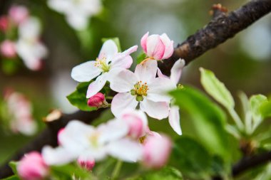 bahar bahçesinde güzel çiçek açan elma ağaçları meyve bahçesi