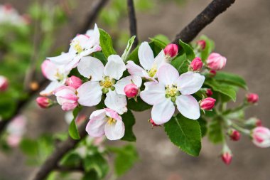 bahar bahçesinde güzel çiçek açan elma ağaçları meyve bahçesi