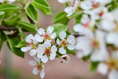 bahar bahçesinde güzel çiçek açan elma ağaçları meyve bahçesi