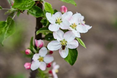 bahar bahçesinde güzel çiçek açan elma ağaçları meyve bahçesi
