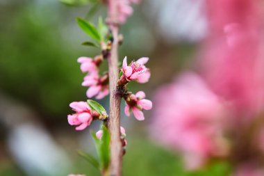 bahar bahçesinde güzel çiçek açan elma ağaçları meyve bahçesi