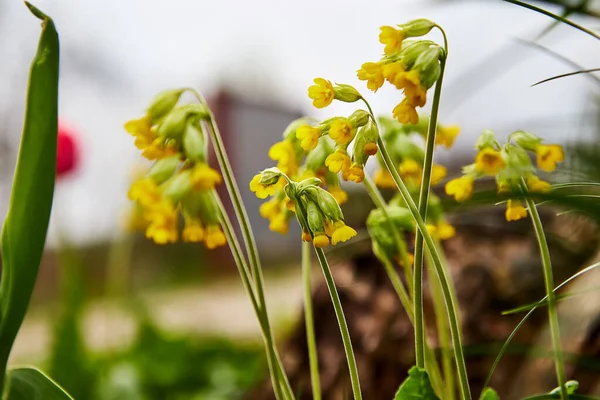 Yellow Flower Green Background — Stock Photo, Image