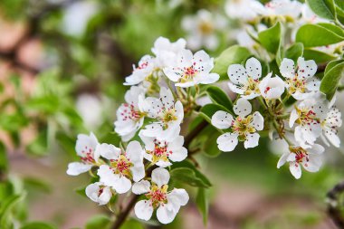 bahar bahçesinde güzel çiçek açan elma ağaçları meyve bahçesi
