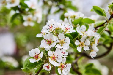 bahar bahçesinde güzel çiçek açan elma ağaçları meyve bahçesi
