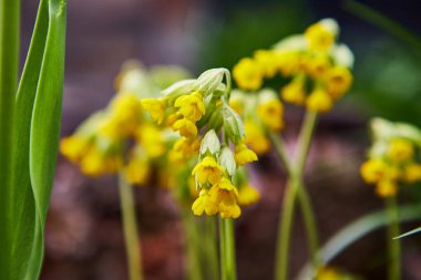 Yeşil arka planda sarı çiçek