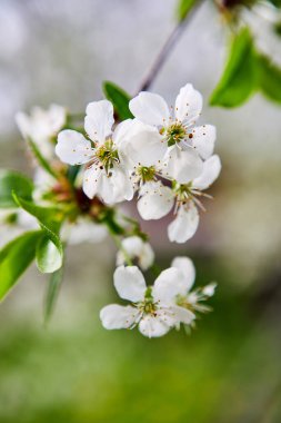 bahar bahçesinde güzel çiçek açan elma ağaçları meyve bahçesi