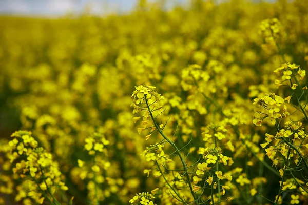 Campo Colza Flores Canola Florecientes Cerca Violación Campo Verano — Foto de Stock