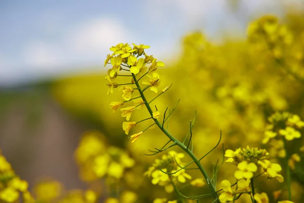 Campo Colza Flores Canola Florecientes Cerca Violación Campo Verano — Foto de Stock