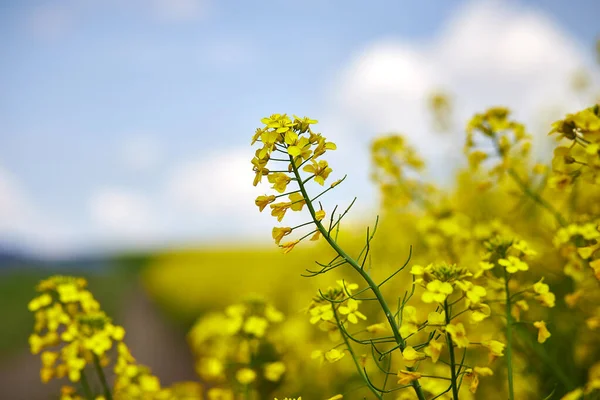 Campo Colza Flores Canola Florecientes Cerca Violación Campo Verano — Foto de Stock