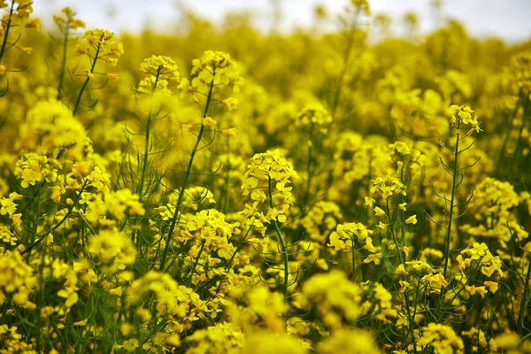 Rapeseed Field Blooming Canola Flowers Close Rape Field Summer — Stock Photo, Image