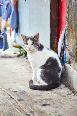 İstanbul, Türkiye 'de Sokak Kedileri