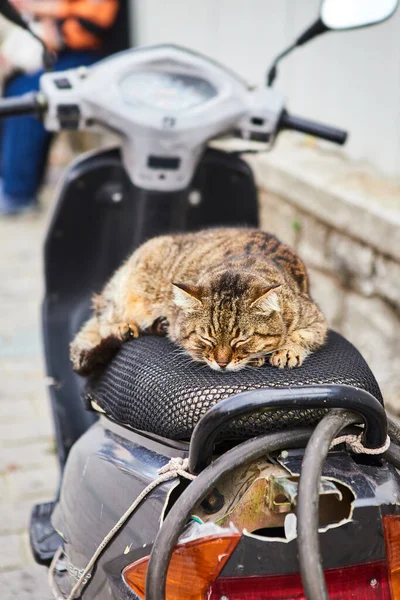 Кішка Вулиці Стамбула Туреччина — стокове фото