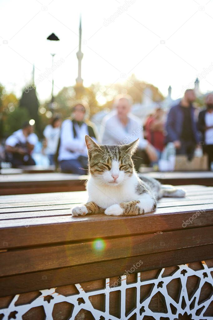Cat on the street of Istanbul, Turkey