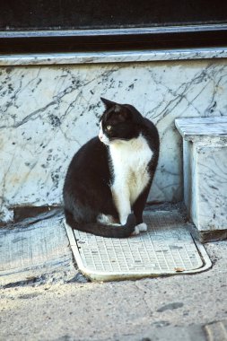 İstanbul, Türkiye 'de Sokak Kedileri