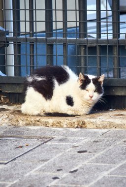 İstanbul, Türkiye 'de Sokak Kedileri