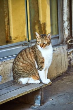 İstanbul, Türkiye 'de Sokak Kedileri