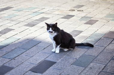 İstanbul, Türkiye 'de Sokak Kedileri