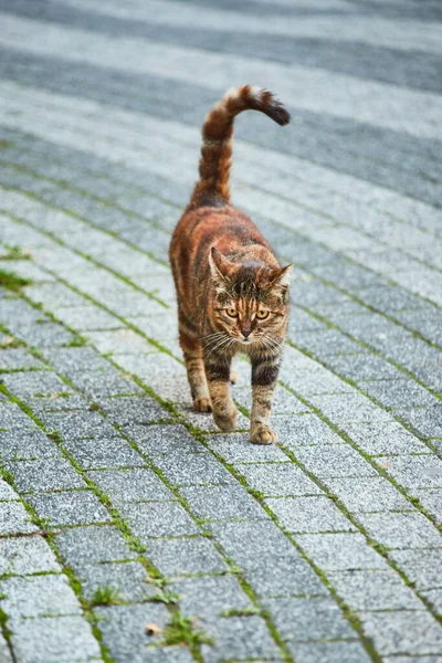 Кішка Вулиці Стамбула Туреччина — стокове фото