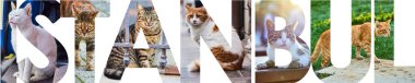 İstanbul, Türkiye 'deki yerel kedilerin resimleriyle dolu ISTANBUL mektupları