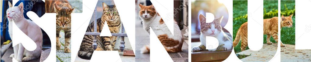 ISTANBUL letters filled with pictures of local cats in Istanbul city, Turkey