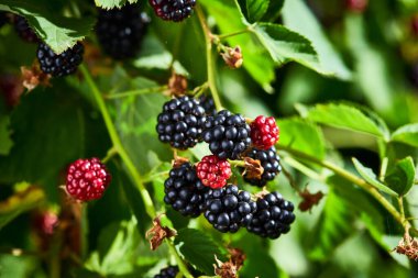 Güneşli bir yaz gününde yapraklı böğürtlenli tecavüz meyve bahçesinde kahvaltıda asılı.