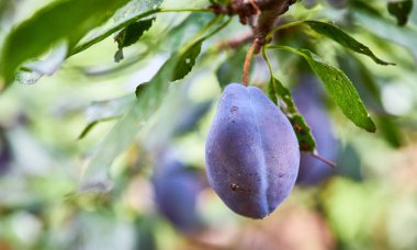Güneşli bir yaz gününde meyve bahçesinde kahvaltıda sallanan yapraklı erikli tecavüz.