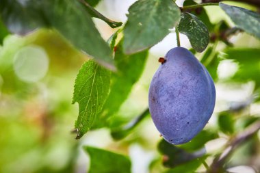 Güneşli bir yaz gününde meyve bahçesinde kahvaltıda sallanan yapraklı erikli tecavüz.